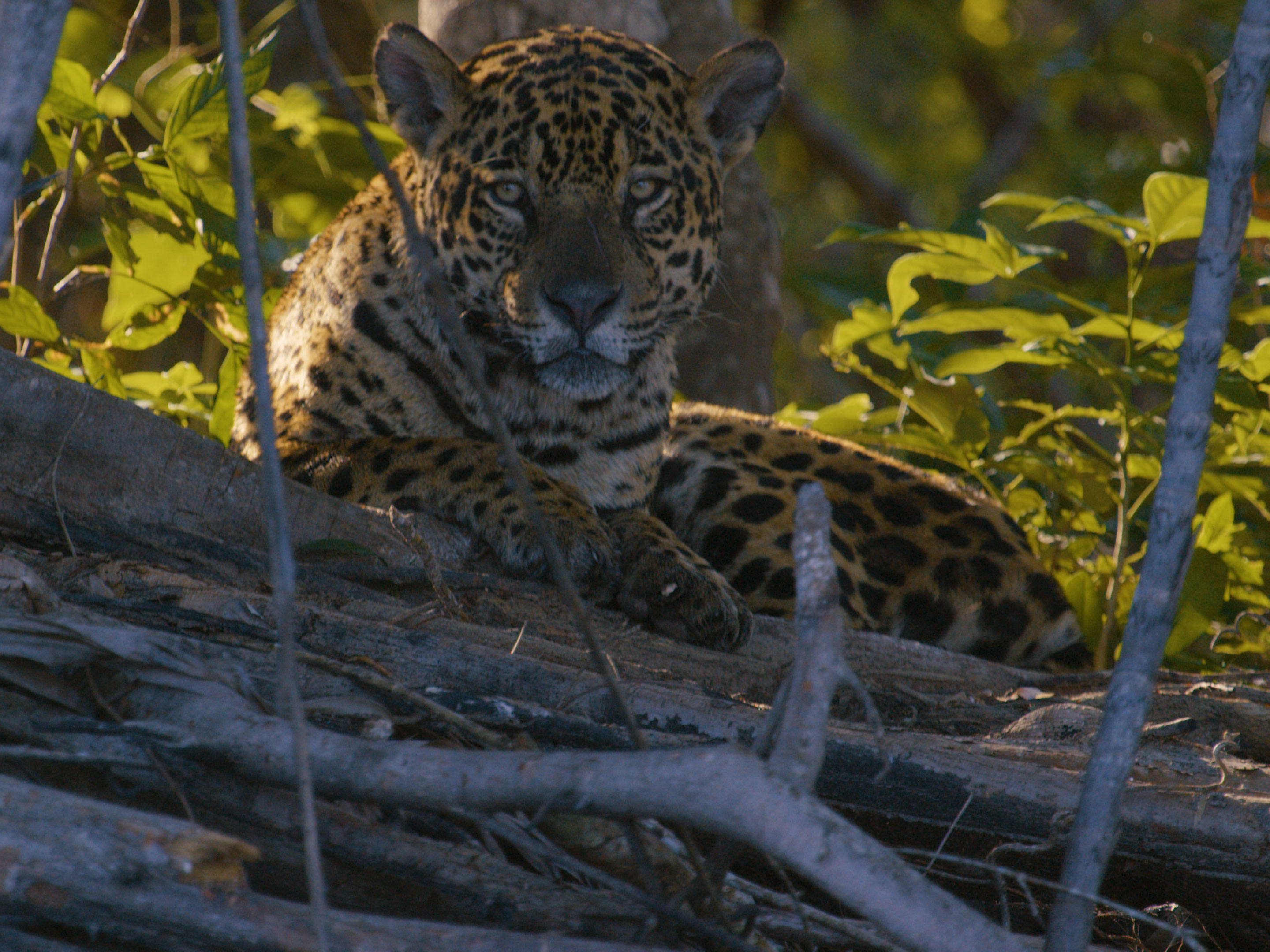 Pantanal Jaguar in the jungle